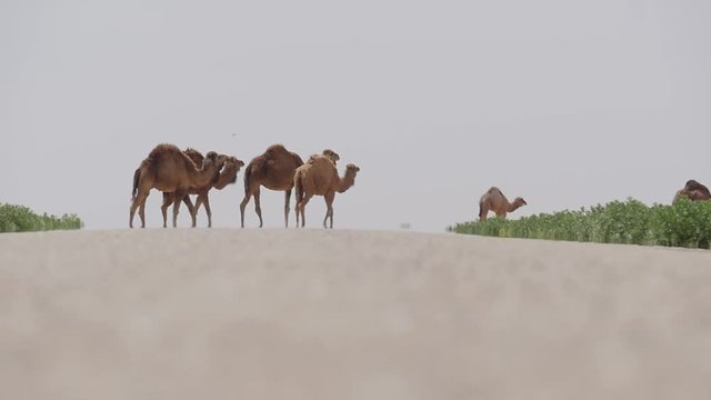 Camals crossing a road
