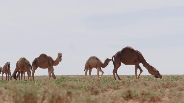 Camels walking on the plaines of Morocco