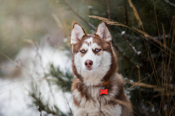 A dog of the Husky breed in a beautiful winter forest