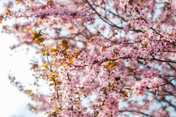 the beginning of flowering on trees. flowering pink flowers