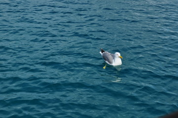 Amazng bird on th sea
