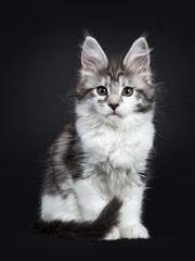Fototapeta na wymiar Black silver classic tabby white Maine Coon kitten / young cat sitting straight on black background with tail around paws