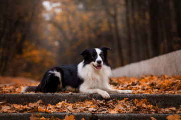 A dog breeds a border collie in a beautiful autumn forest - obrazy, fototapety, plakaty