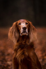 Beautiful dog, breed Irish setter in the autumn forest