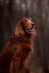 Beautiful dog, breed Irish setter in the autumn forest