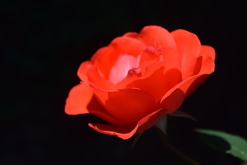 Beautiful red rose on natural background