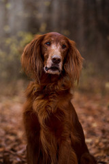 Beautiful dog, breed Irish setter in the autumn forest