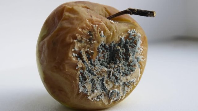 A rotten apple, covered with mold