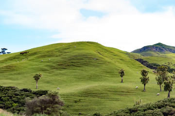 New Zealand south island green hills landscape wharariki beach cape farewell