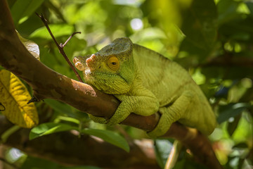 Parson’s Chameleon - Calumma parsonii, rain forest Madagascar east coast. Colourful endemic lizard.