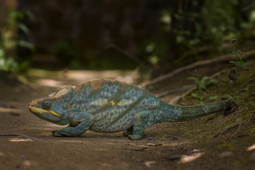Parson’s Chameleon - Calumma parsonii, rain forest Madagascar east coast. Colourful endemic lizard.