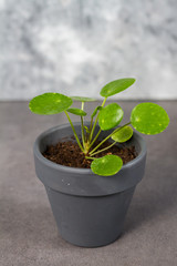 Pilea peperomioides, money plants. Home interior. Gray background. 