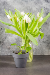 Pilea peperomioides, money plants. Home interior. Gray background. 
