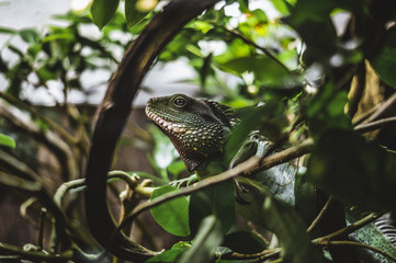 Iguana