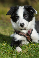 Border Collie Welpe