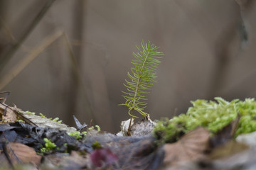 A small conifer seedling grows