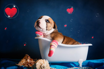 Щенок с открытыми глазами