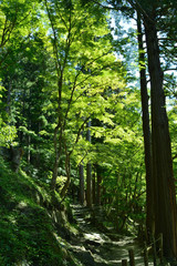 In the forest, sunbeams through the sun shine the stairs