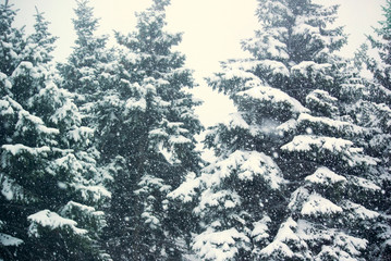 Photo of the snowfall and fir-trees