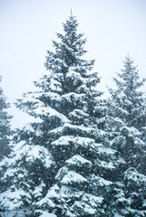 Obraz premium Vertical picture of the snowfall and fir-trees
