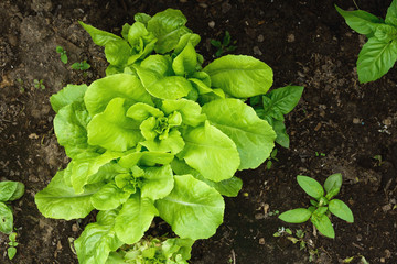 Butterhead lettuce. Closeup.