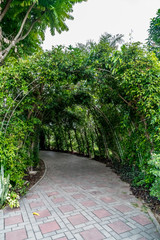 Green tunnel of plants