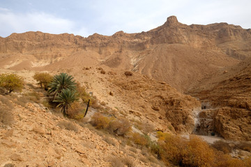 Fototapeta na wymiar Scenic oasis landscape in Judea desert mountains.