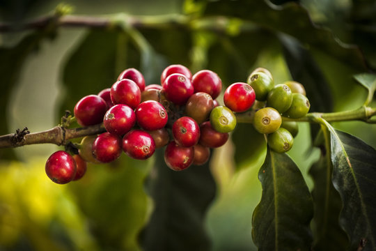 Caf&eacute; de Colombia.