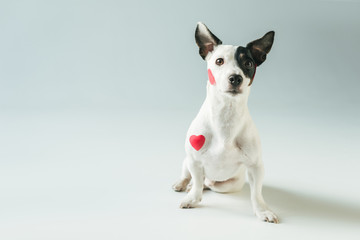 funny jack russell terrier dog in red hearts, on white