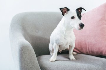 Jack russell terrier dog sitting on armchair with pillow