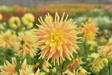 Field of dahlia yellow