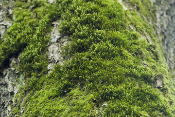 Sphagnum moss grows on the bark of an old tree