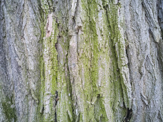 Mossy barky bark of a very old tree as a background