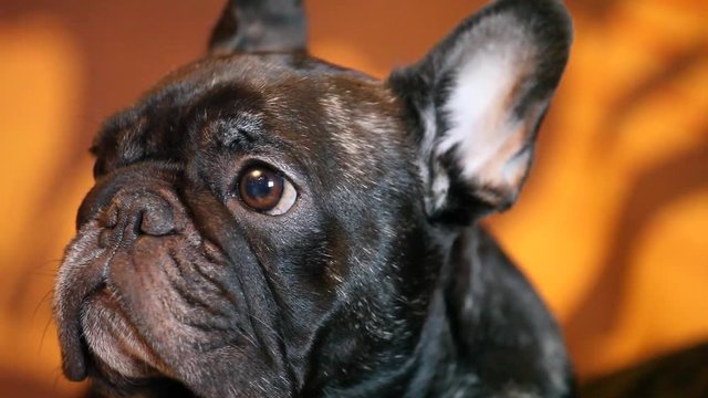 Black French Bulldog Home 