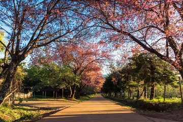 Fototapeta premium Thailand cherry blossom