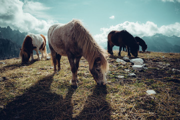 Pony