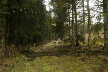 Waldweg