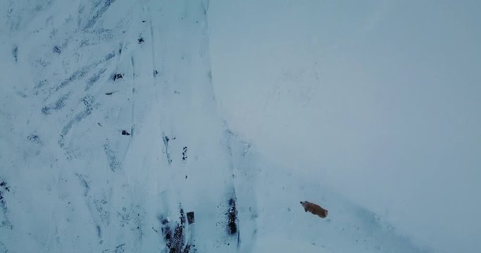 Small dog running down a driveway on a cold, winter day in Canada.  Aerial shot.  Drone shot. 4K.