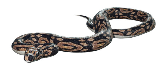 3D Rendering Ball Python on White