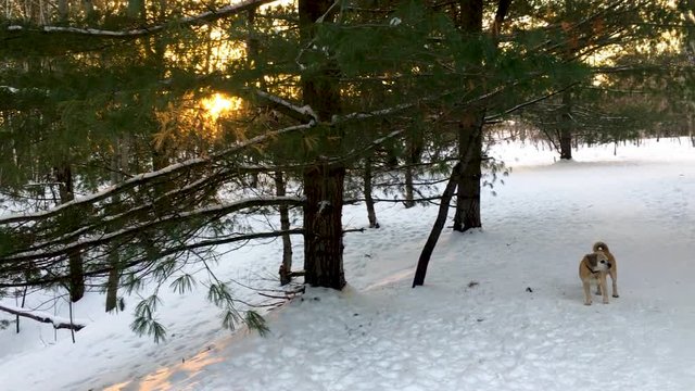 Pan shot of bright sun shining through the branches of a pine tree.  Dog sniffing in the snow.  Sunset, Canadian winter.  Sunset in a snowy forest.