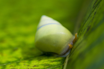 green snail with eyes close-up on a leaf in the tropics