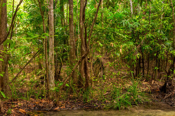 thick thickets in the jungles of Krabi in Thailand in a good season