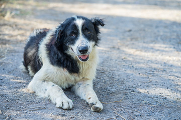 The black and white dog is lying on the street.