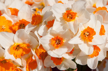 yellow daffodils background