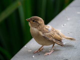 Sparrow, common small brown bird
