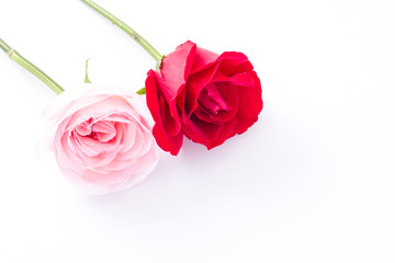 Fototapeta na wymiar Red & Pink rose flower