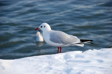 Snow on the gull of the seaside . Lonely gull on snow in winter . Seagull on snow with Caspian Sea . Seagulls on the frozen pier at the Caspian Sea