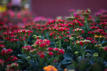 Fototapeta na wymiar red flowers field in garden