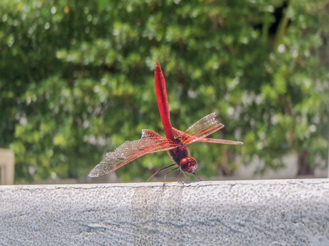 Red dragonfly Trithemis arteriosa