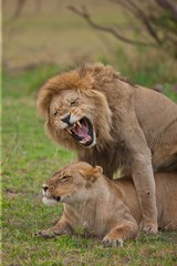 Fototapeta na wymiar lions feelings